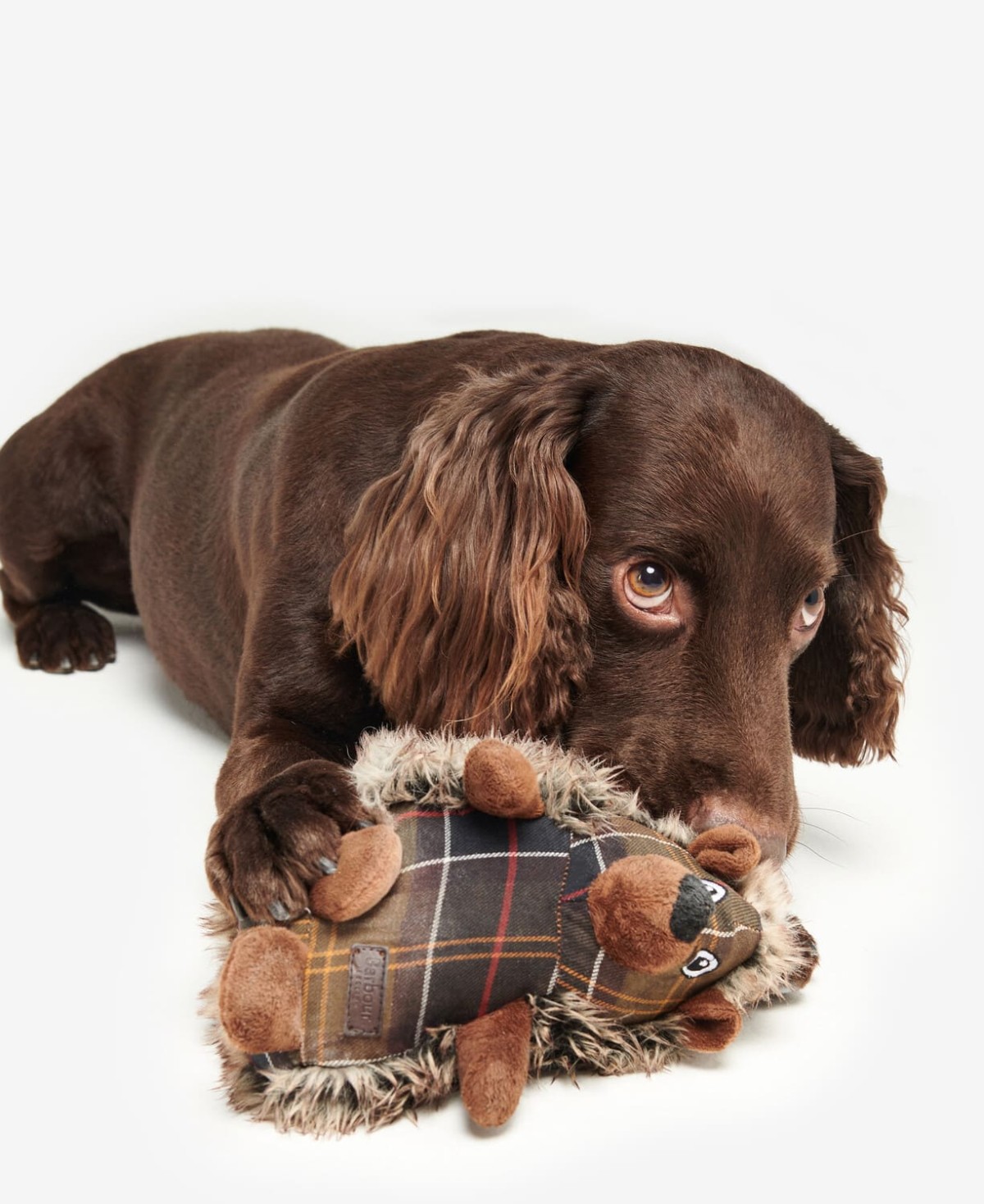 Jouet chien barbour hérisson hedgehog dog toy